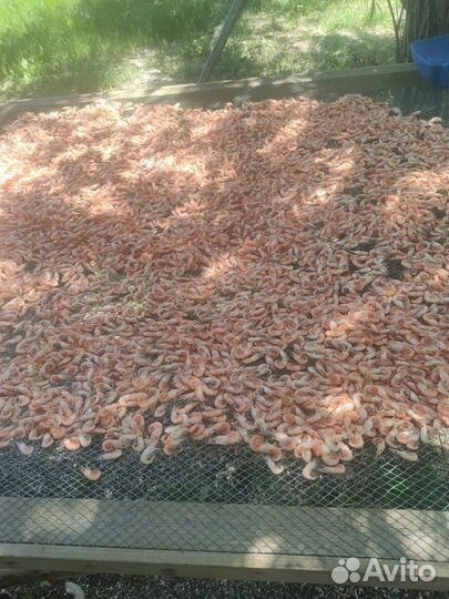 Креветка свежемороженная