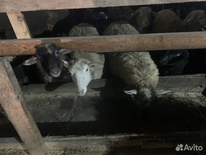 Ярки, бараны упитанные