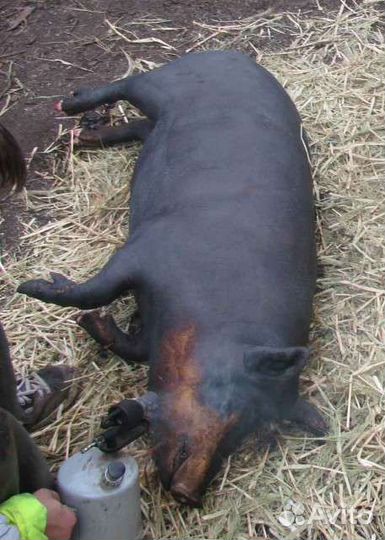 Мясо свинина домашняя, сало