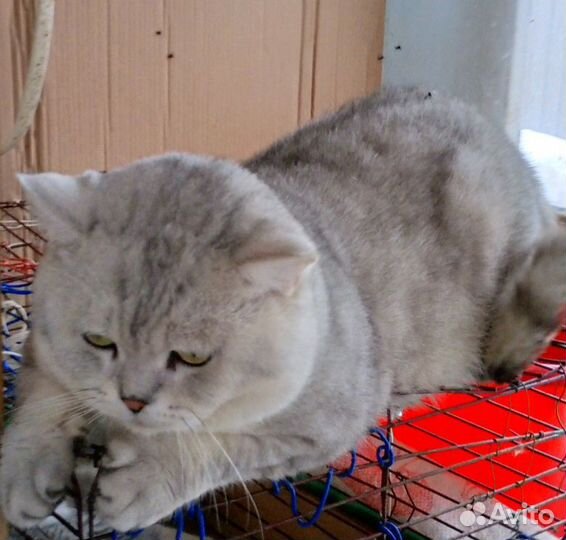 Шотландский кот вязка