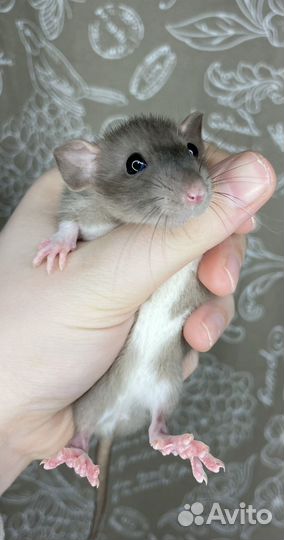 Крысята дамбо