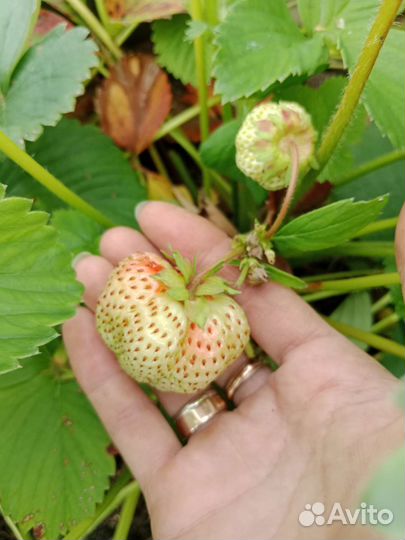 Клубника усы с корнями