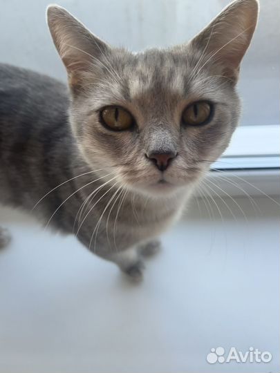 Шотландская кошка