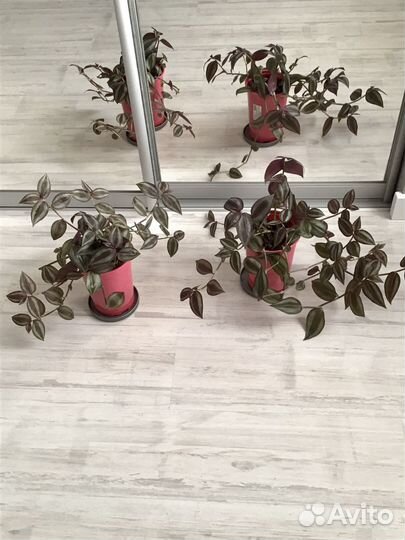 Традесканция зебрина Комнатные растения