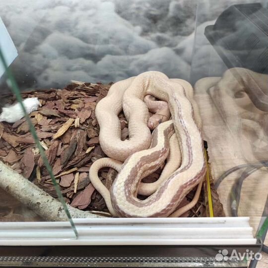 Полоз лучистый