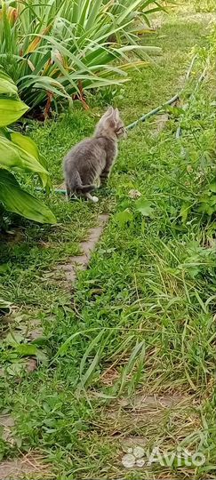 Котята в добрые руки бесплатно