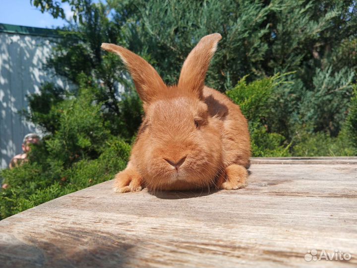 Кролики (мясная порода)