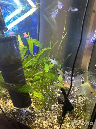 Аквариум и оборудование