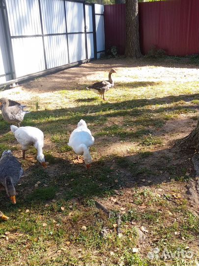 Продам гусей на племя или на мясо