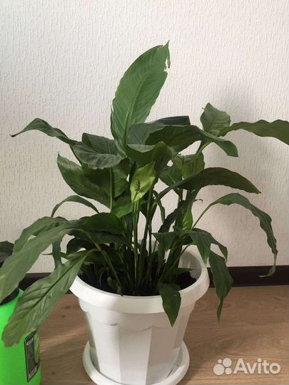 Спатифиллум