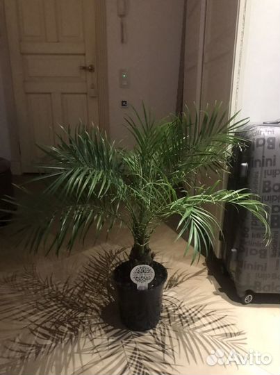 Финик Робелена, финиковая пальма