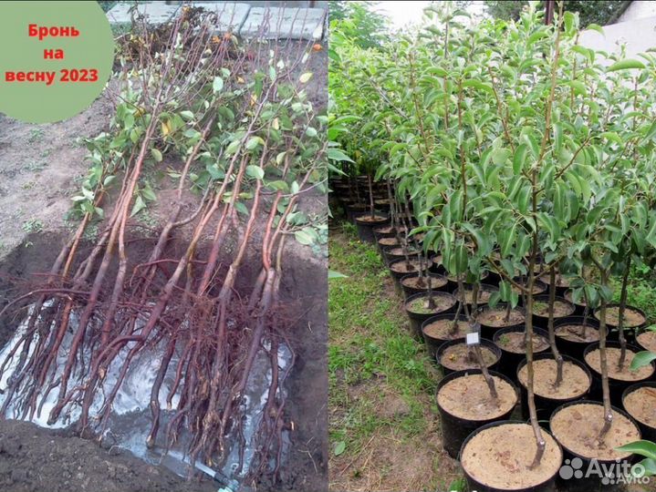 Саженцы груши. Груша