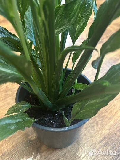 Спатифиллум дамойнд