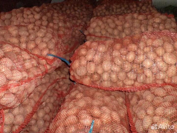 Картофель семенной