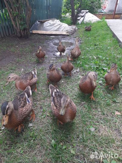 Подсадные утки