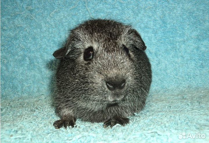 Морские свинки, мальчики