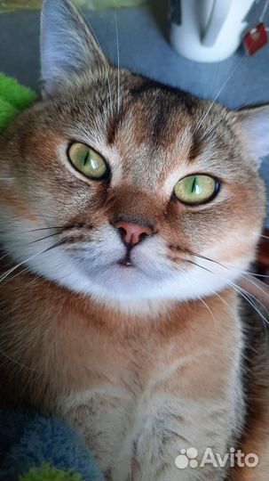 Шотландский кот вязка