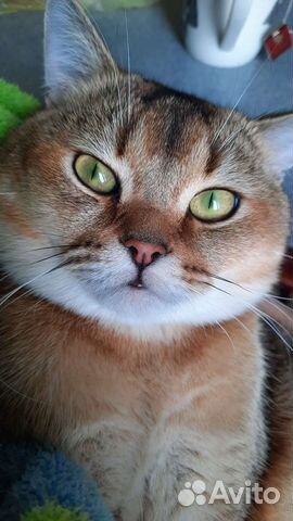 Шотландский кот вязка