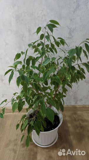 Фикус большой