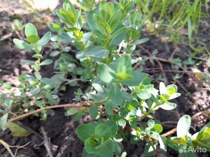 Пряно-ароматические травы