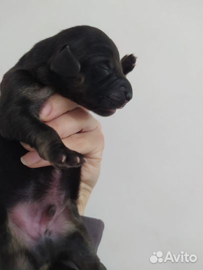 Щенки таксы