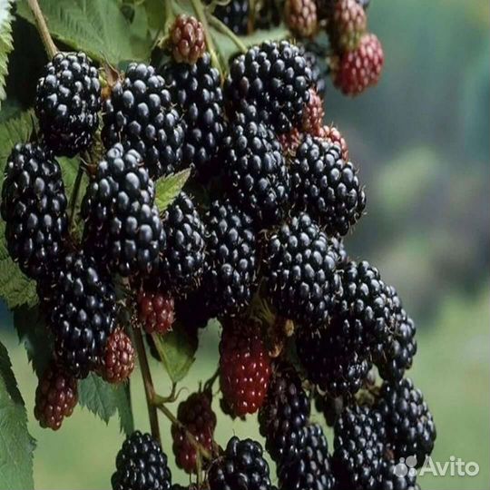 Саженцы ежевики