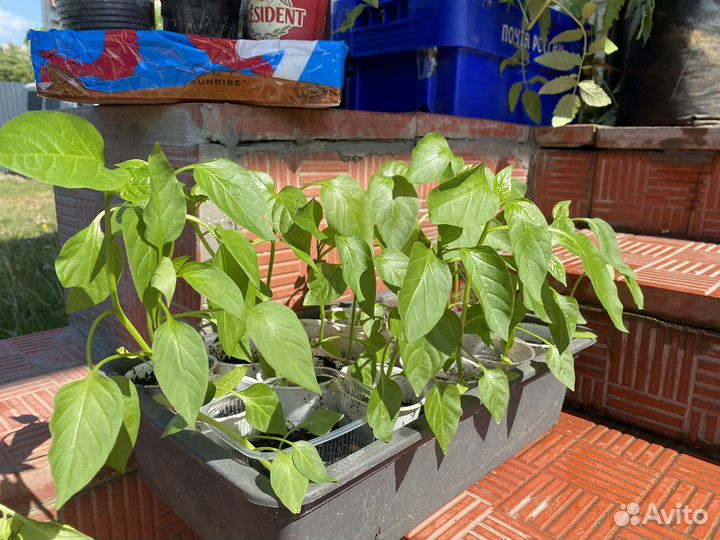 Рассада помидор, перцев и баклажанов