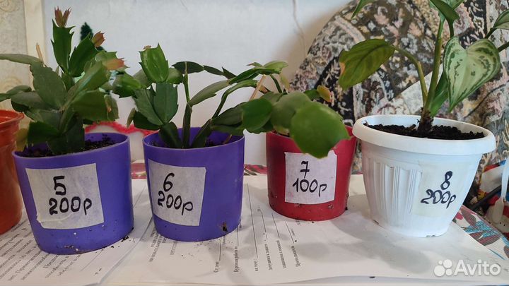 Растения для флорариума