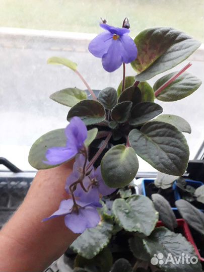 Фиалка (сенполия )