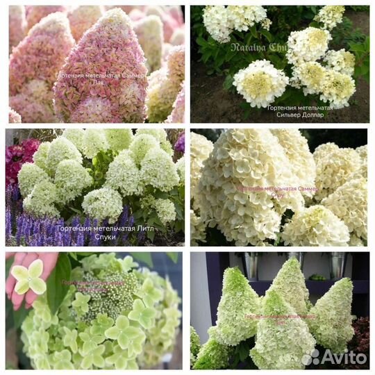 Многолетники