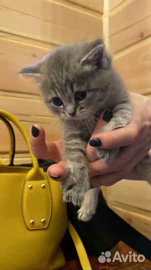 Котенок девочка в добрые руки