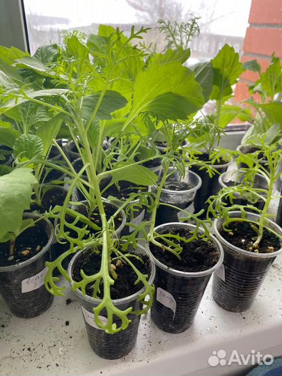 Рассада цветов