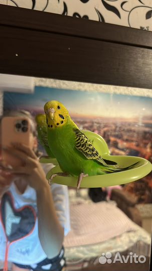 Волнистый попугай с клеткой