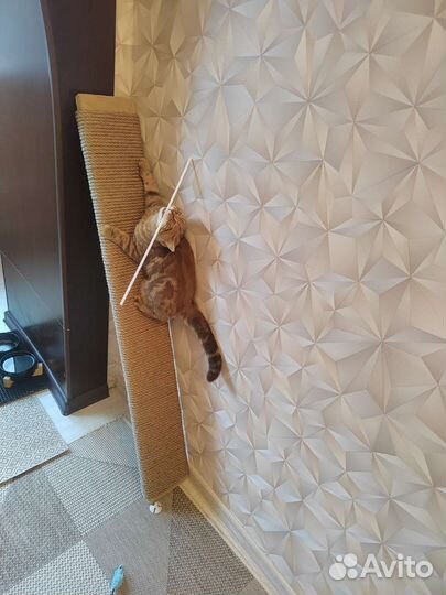 Когтеточка