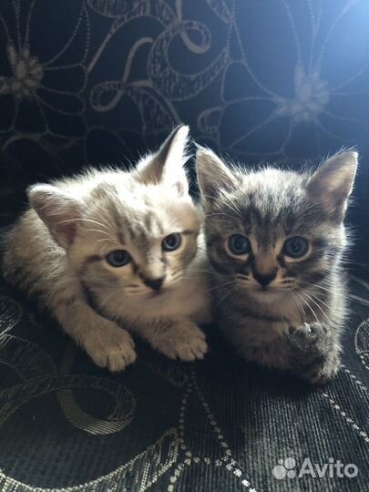 Котята в добрые руки бесплатно