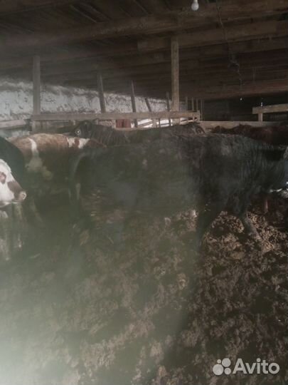 Быки на мясо живым весом