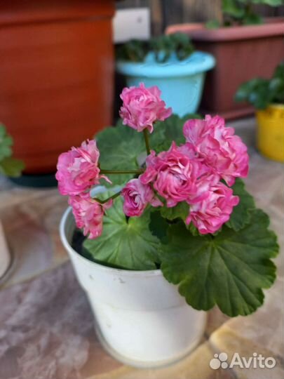 Пеларгония герань сортовая