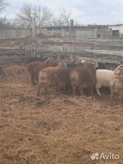 Курдючные бараны