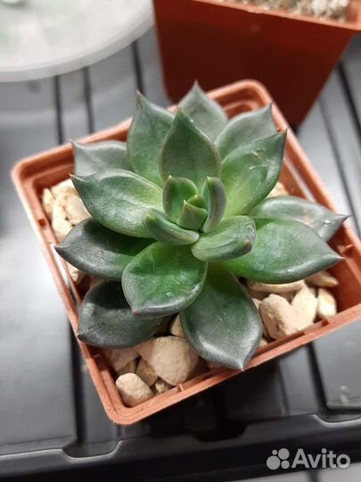 Эхеверия черный принц