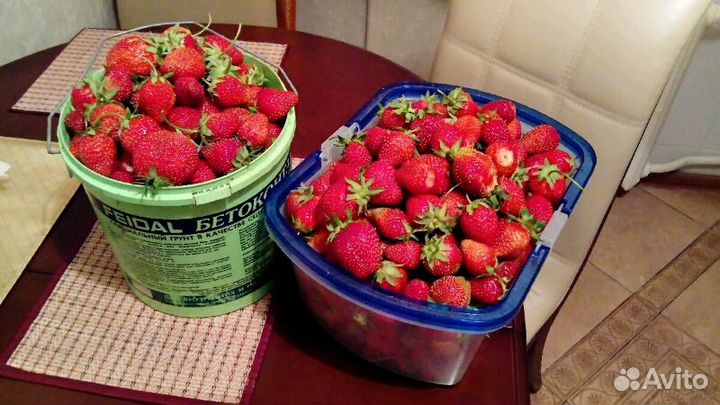 Рассада элитной клубники. Усы