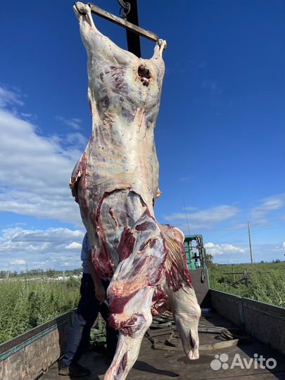 Мясо говядина молодая,телятина