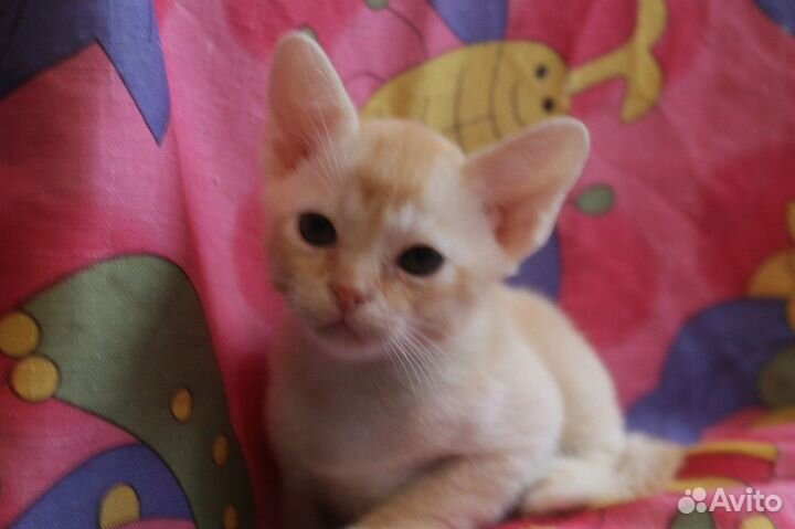 Бурма красный мальчик