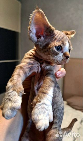 Котята девон-рекс