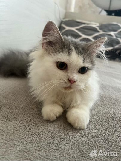 Кошка в дар