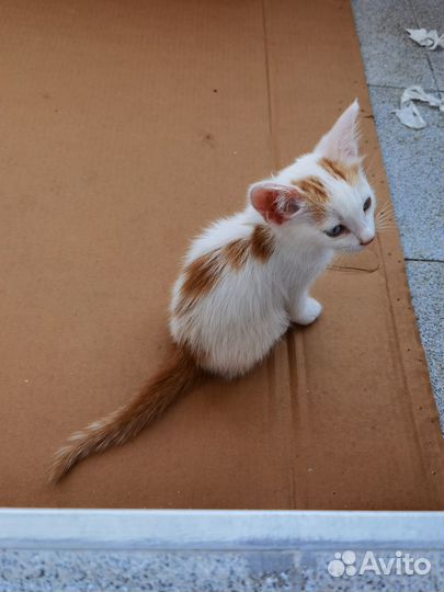 Котята в добрые руки бесплатно