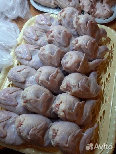 Перепела, инкубационное яйцо