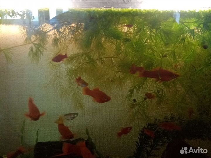 Продам аквариум