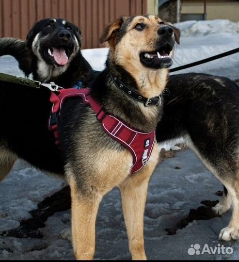 Собака в добрые руки отдам бесплатно