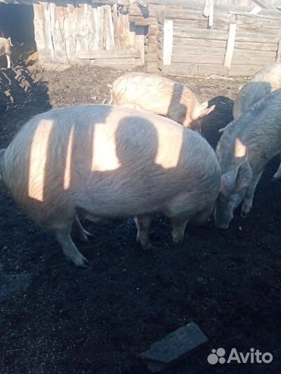 Хряк на племя