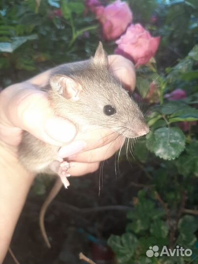 Крысы декоративные,цветные